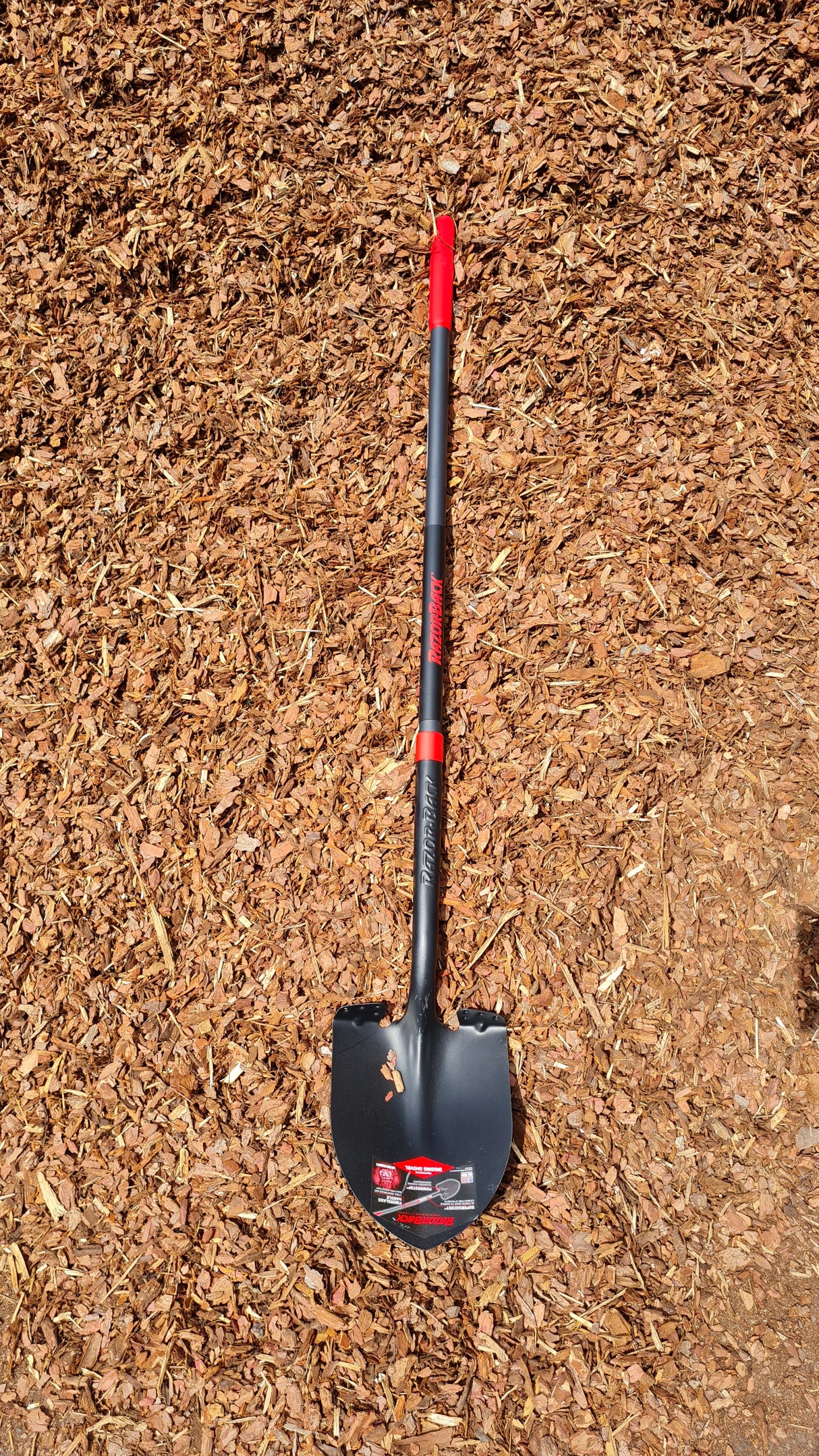 Razorback Amerikanische Spatenschaufel