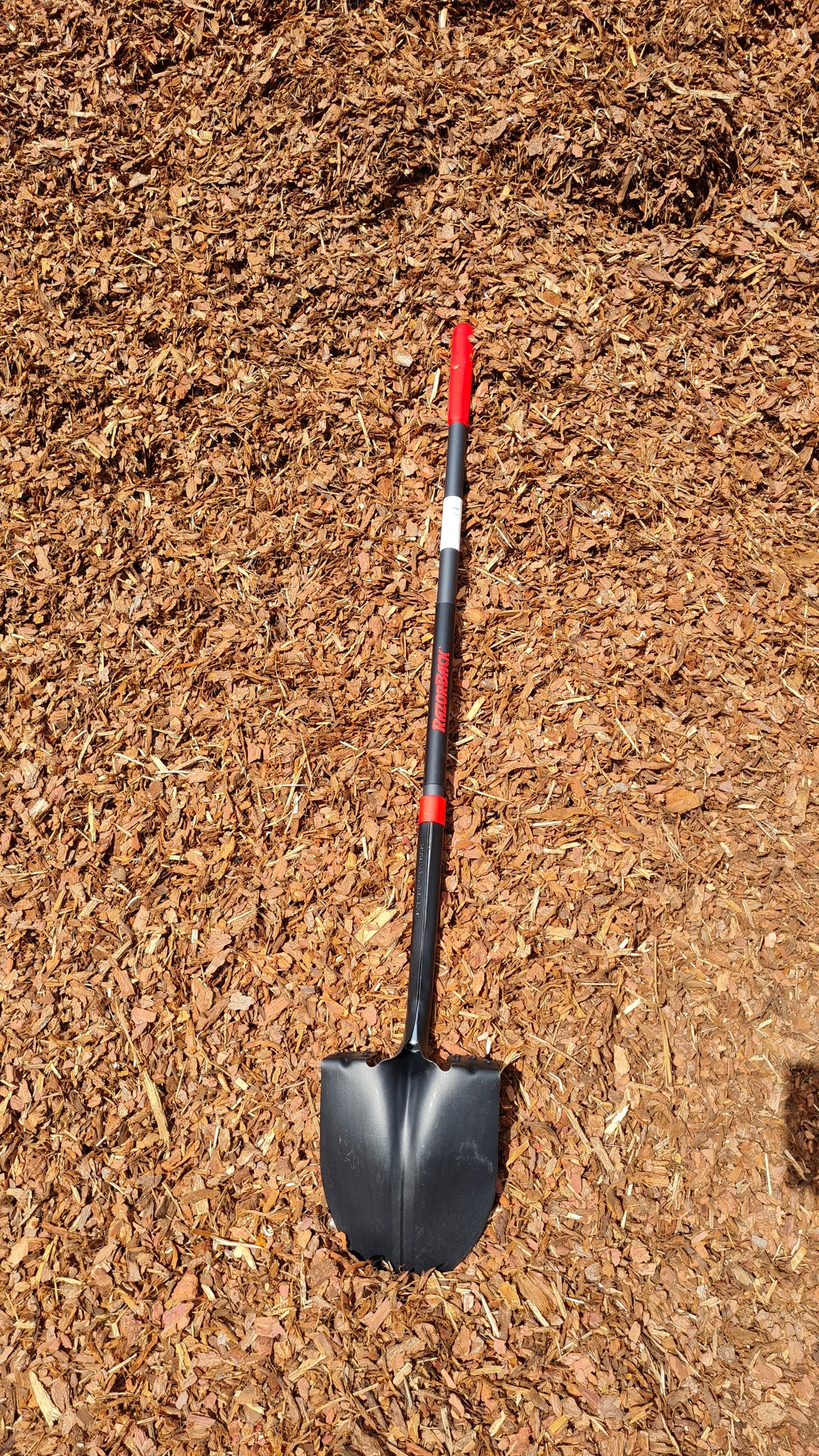 Razorback Amerikanische Spatenschaufel