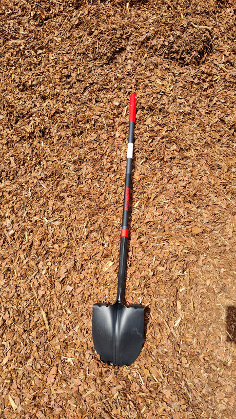 Razorback Amerikanische Spatenschaufel