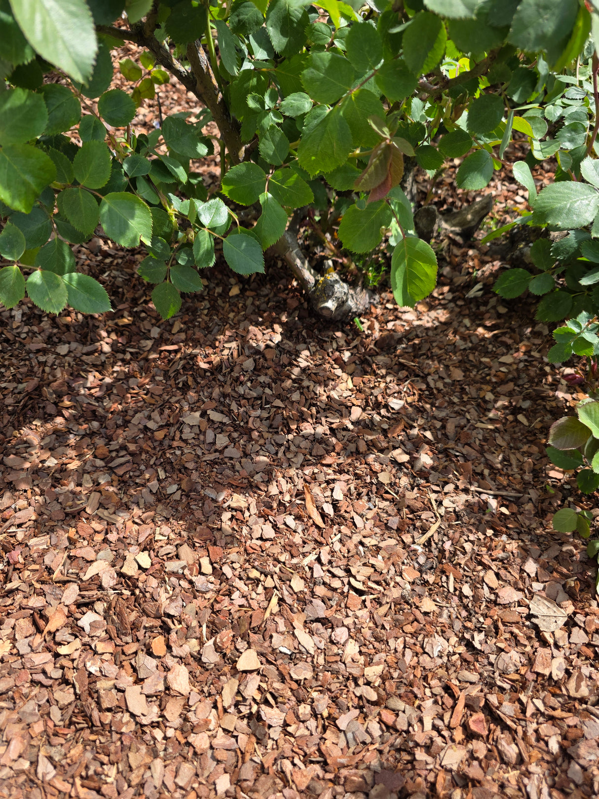 1,5m³ 1500l Rindenmulch / Rindenhumus fein 0/8mm im Big Bag versandkostenfrei geliefert